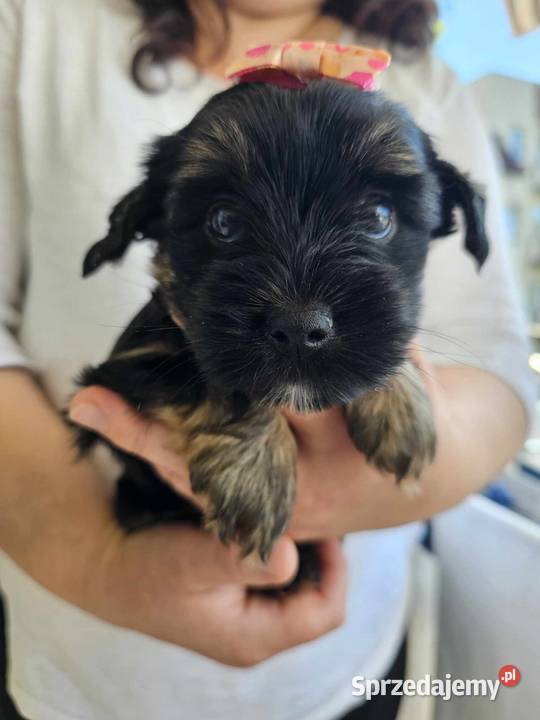 Mini Dziewczynka York z Rodowodem BLACK