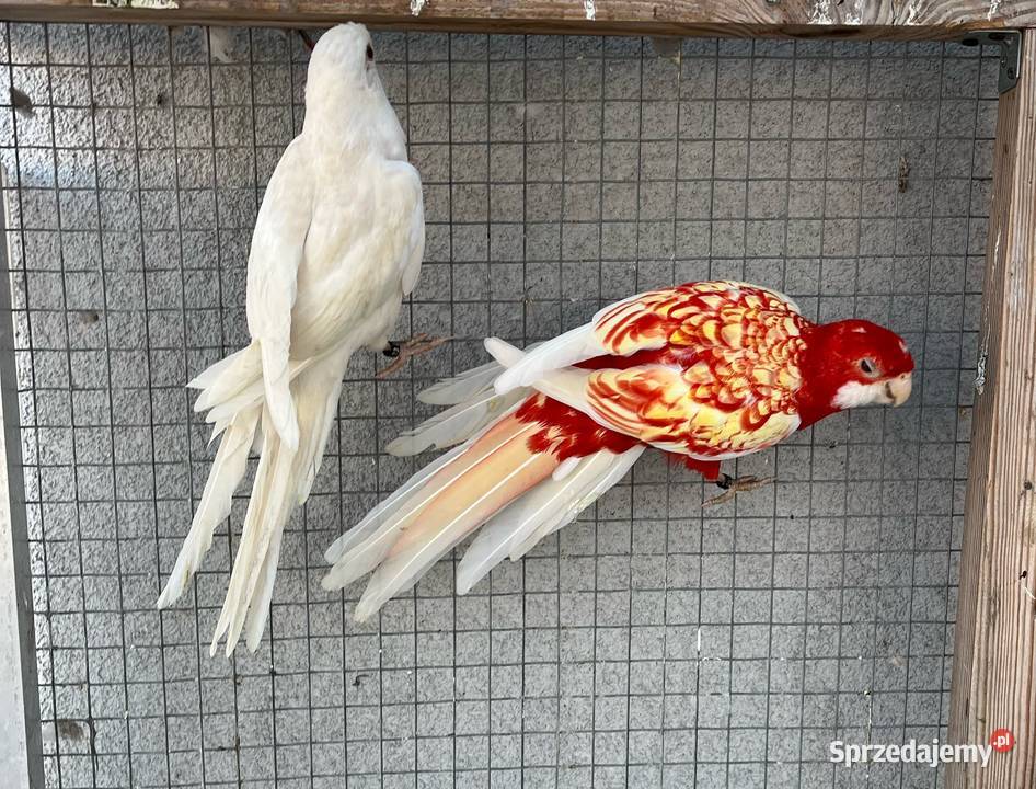 Rozelle królewskie 2025r Sośnicowice