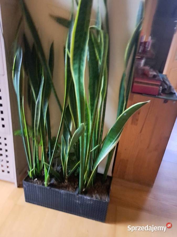 Skrzydlokwiat szable pomelo