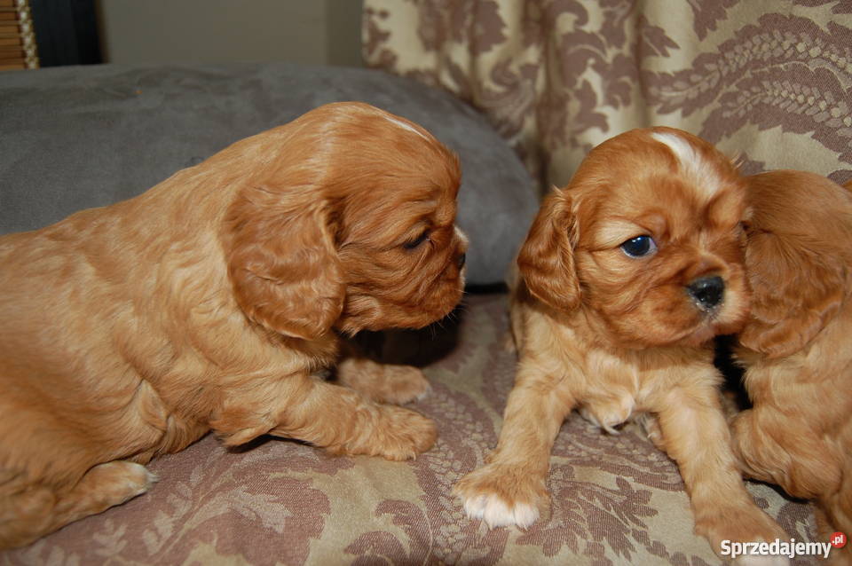Cavalier King Charles Spaniel Szczenięta Sulejówek