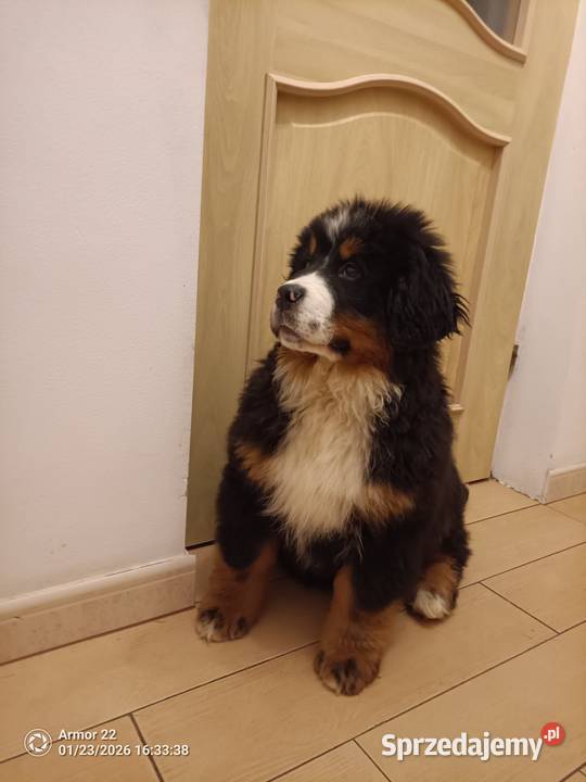 Piesek Berneński Pasterski Jeleniewo