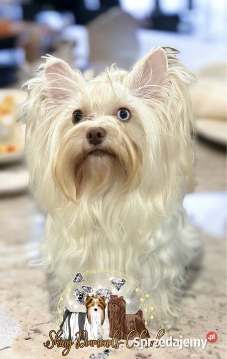 Chocomerle Yorkshire Terrier Myślenice sprzedam