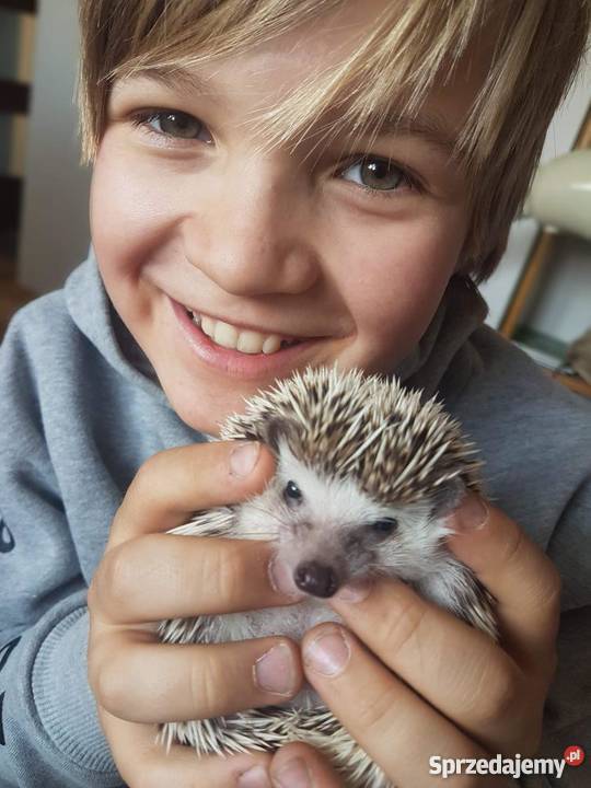 Jeż afrykański jeż pigmejski Warszawa