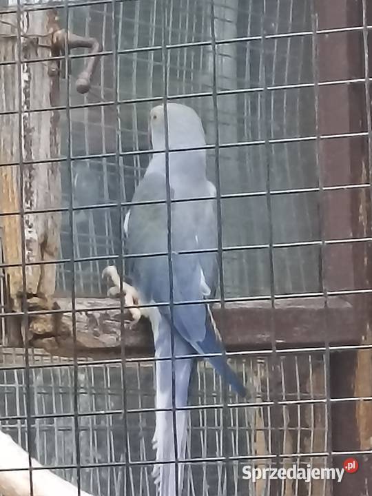 Sprzedam papugi rozelle królewskie aleksandretta Kobyłka sprzedam