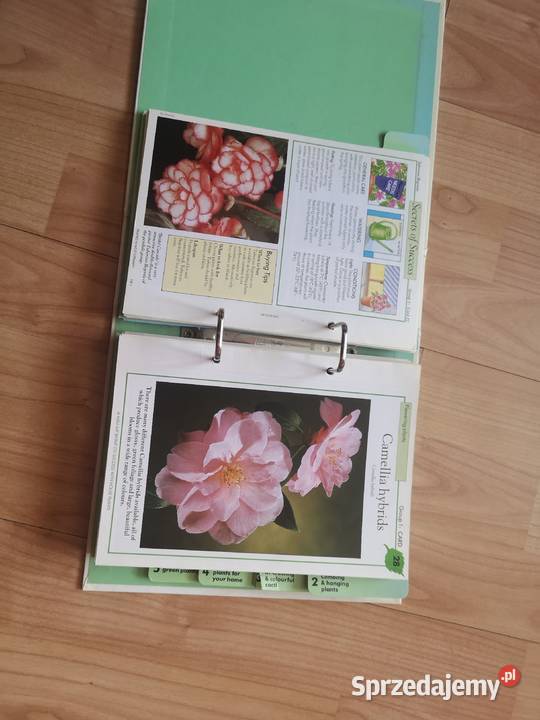 Kwiaty w domu Wałbrzych