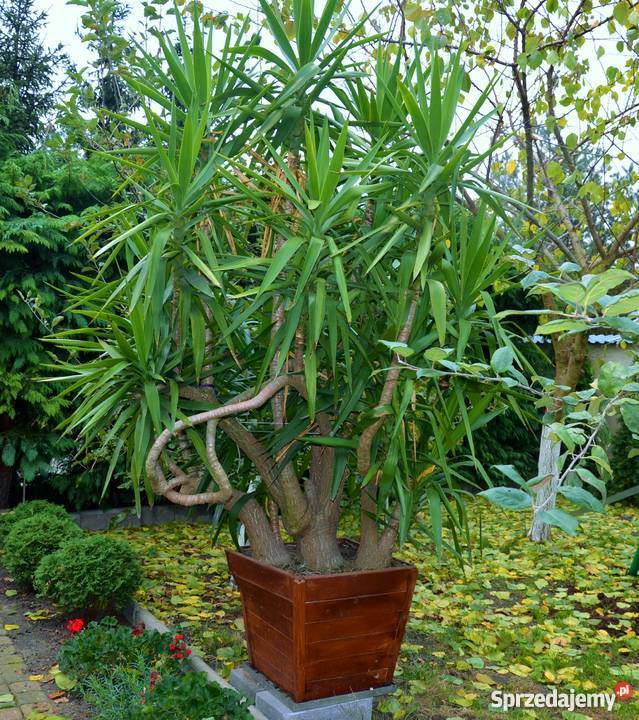 Sprzedam piękną dużą JUKĘ 35 m Juka yucca jukka dolnośląskie Milicz