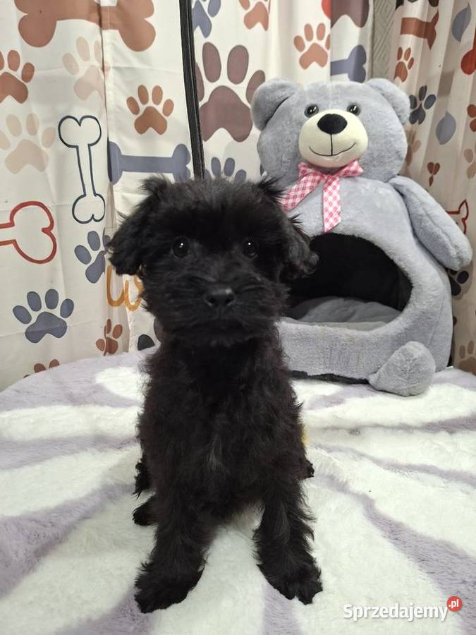 Yorkshire terrier komplet szczepień Psary Małe