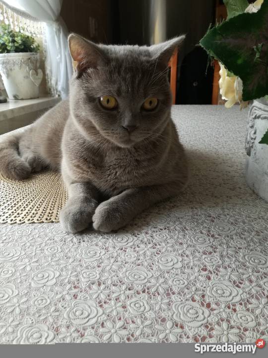 Sprzedam koty brytyjskie Inowrocław