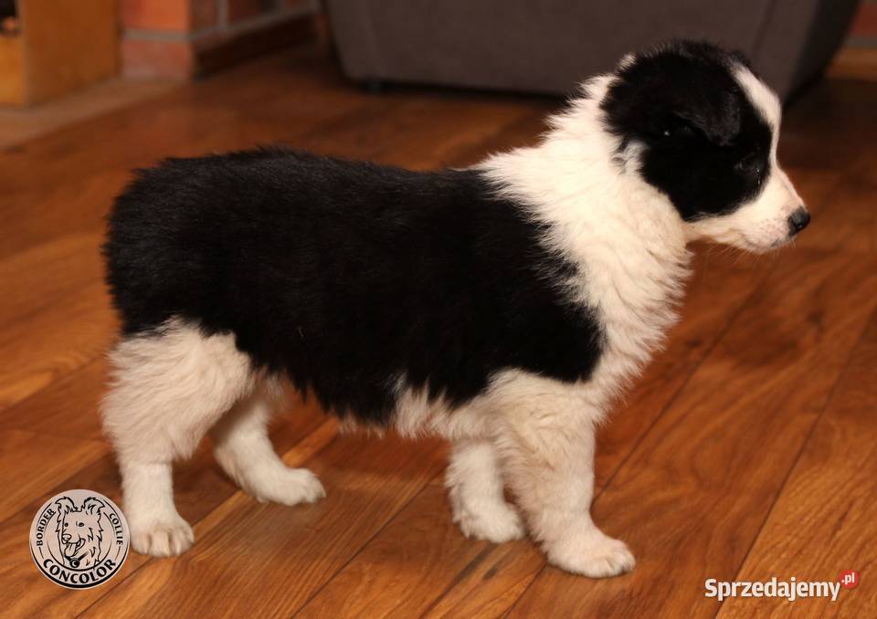Border Collie szczeniak czarnobiały tricolor Jastrzębia