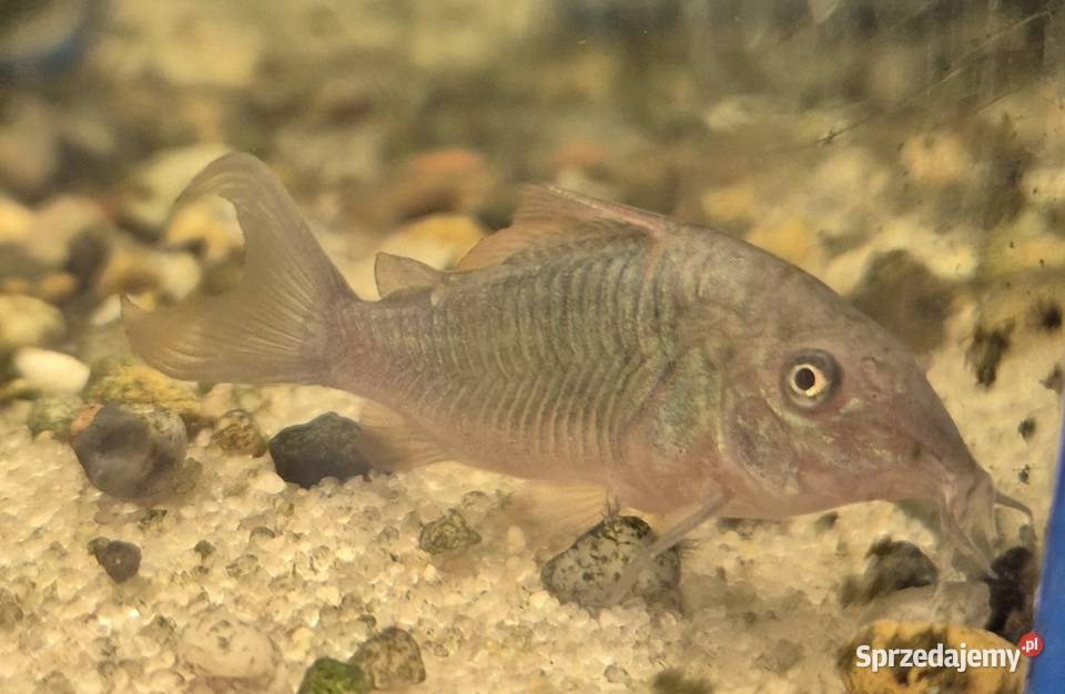 Kirysek szmaragdowy Szczecin sprzedam