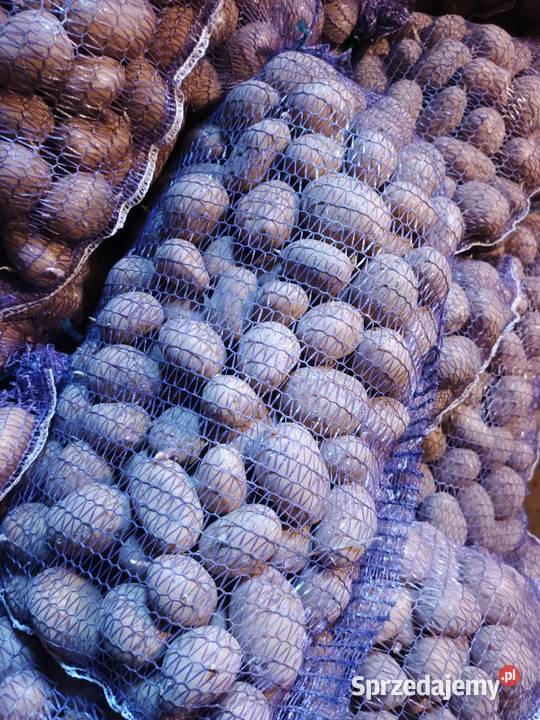 Sadzeniak Soraya 070gr Rośliny okopowe podkarpackie