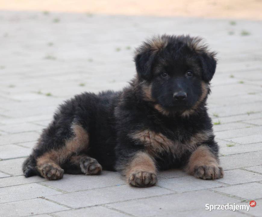 Owczarek Niemiecki Długowłosy