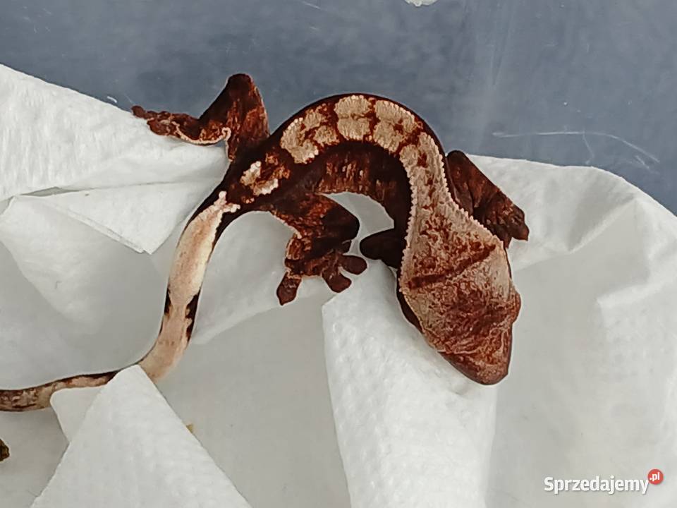 Gekon Orzęsiony Parka z terrarium Zwierzęta