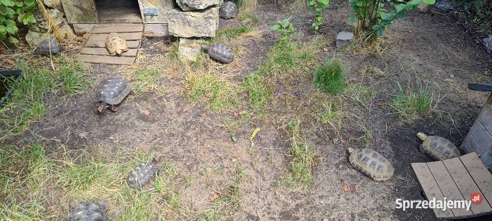 Żółw Zółtogłowy podługowaty indotestudo elongata opolskie