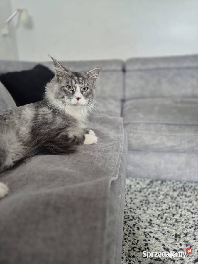 Maine coon kocórek kujawsko-pomorskie