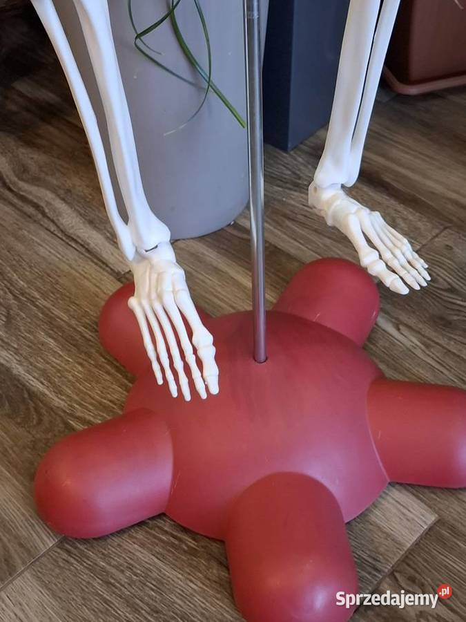 Model edukacyjny szkieletu człowieka kostek Pozostałe małopolskie Kraków