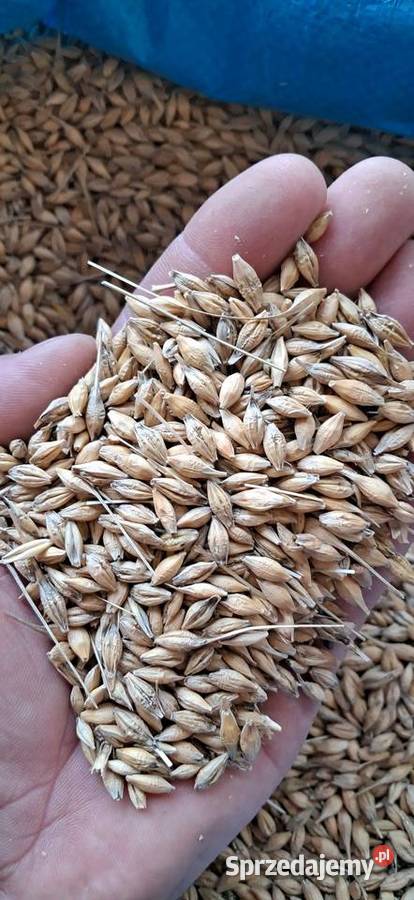 Jęczmień jary ościsty Rolnictwo Gorenice