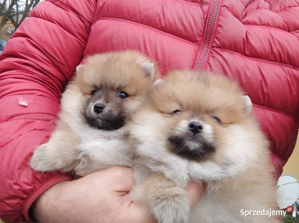 Szpic miniaturowy pomeranian rodowodowe Łódź