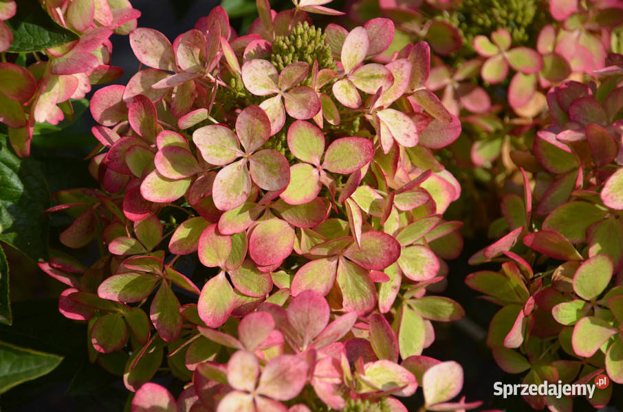 HORTENSJA BUKIETOWA Pastelgreen sadzonki w Ustronie