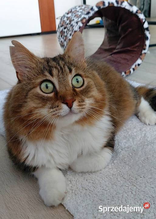 opieka kotem cat sitter Warszawa Ursynów usługa dla zwierząt