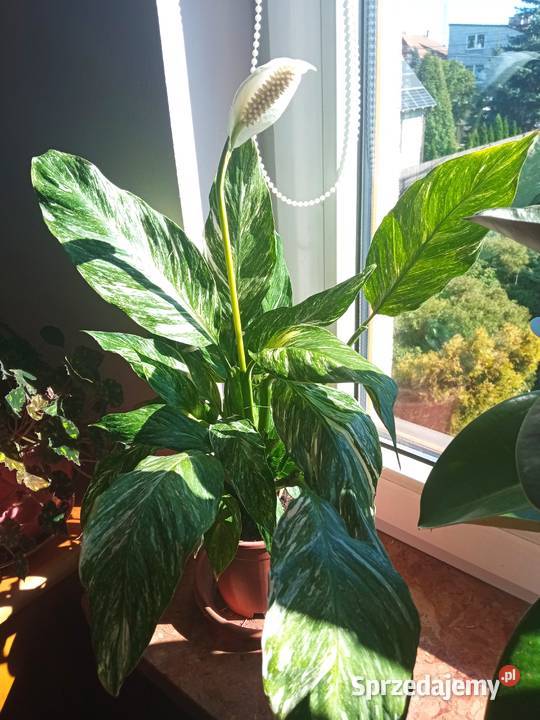 Kwiaty domowe Białystok