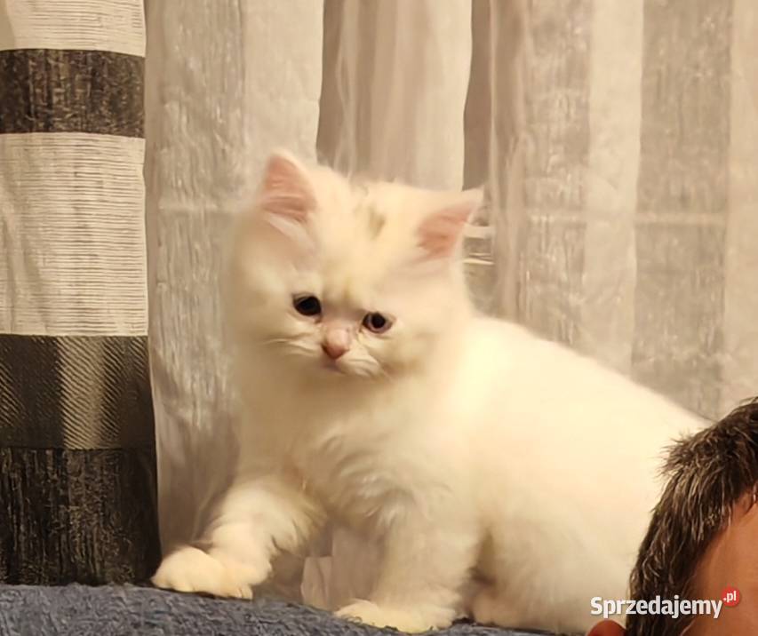 Pers Persy kot kotka