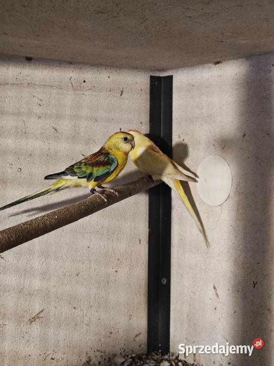 Papugi świergotki 2025 Kryry