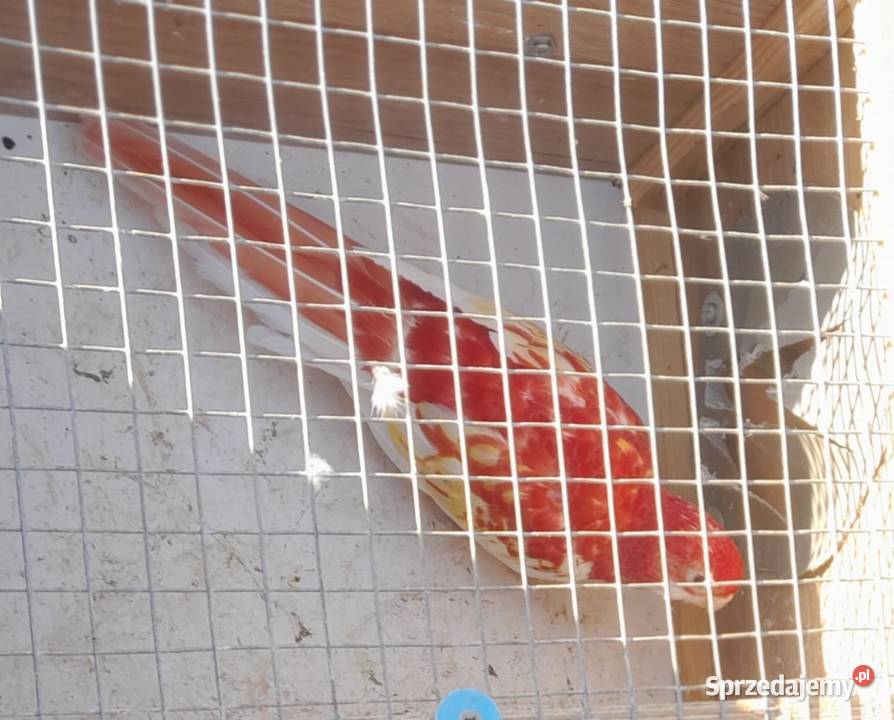 Rozella bialolica rubino samica lęgowa