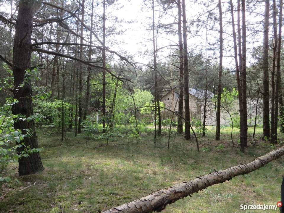 Siedlisko w lesie siedliskowa Gostynin