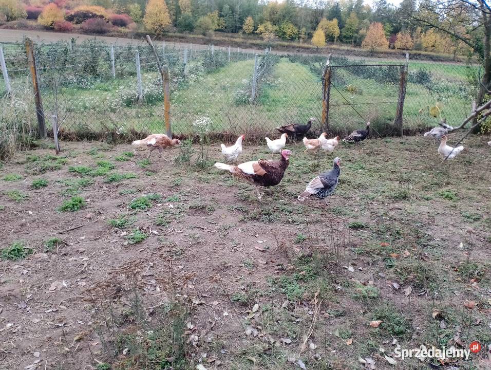Sprzedam indyki staropolskie Smoryń