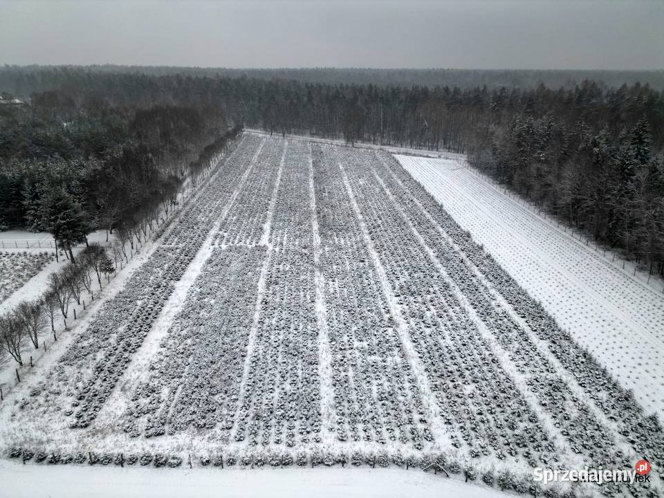 Dni otwarte na plantacji Mazowsze jodły świerki