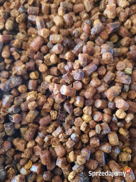 Pierzga pszczela pomorskie Tczewskie Łąki