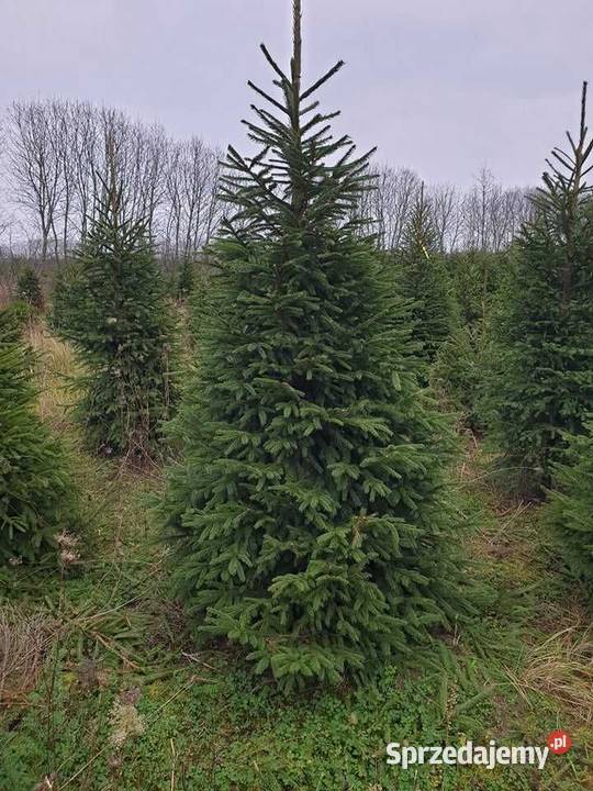 Hurt Jodła Kaukaska klasa Premium Iglaste Środa Wielkopolska