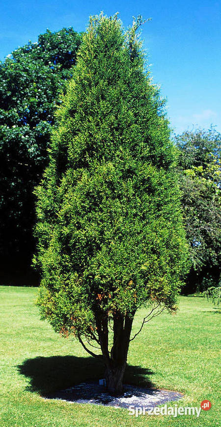 CYPRYS HIMALAJSKI Cupressus torulosa NASIONA kujawsko-pomorskie