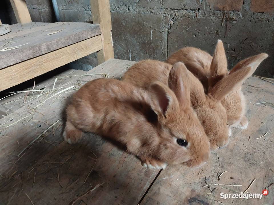 Sprzedam króliki Króliki