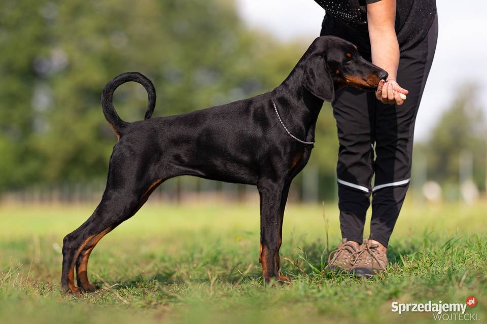 Doberman linia amerykańska suczka ZKwPFCI sprzedam