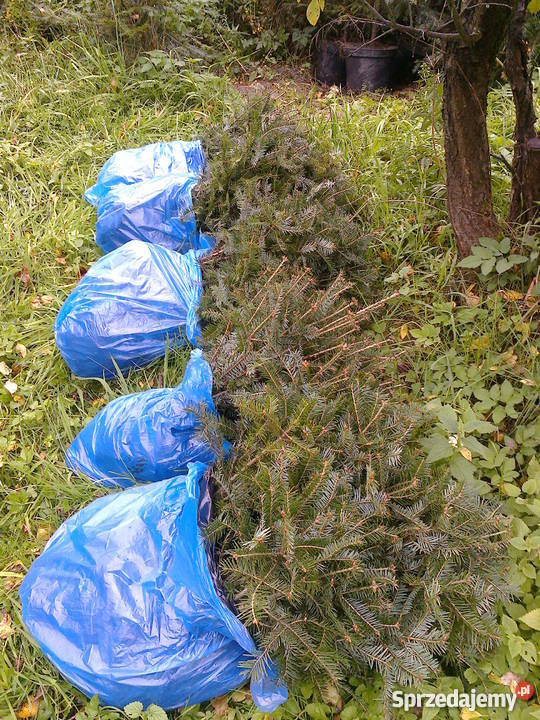 Sadzonki jodły 5letniej wys40 Rośliny Bochnia