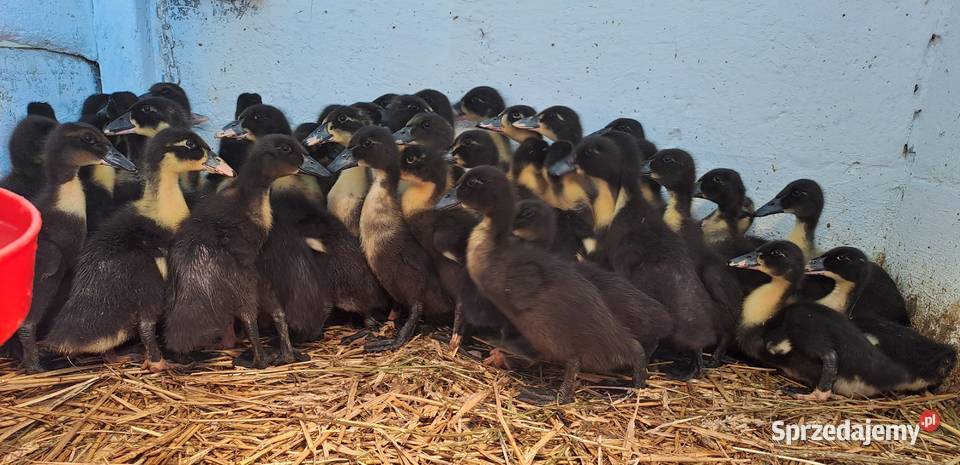 GĘSI kołudzkie białe suwalskie landes kubańskie Ptaki sprzedam