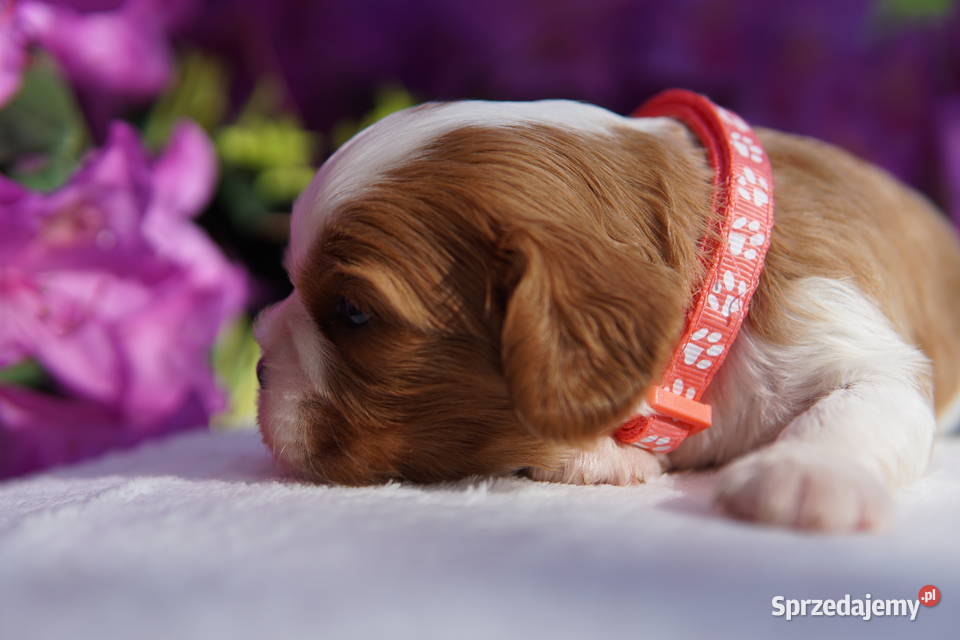 Szczenięta Cavalier King Charles Spaniel Cavalier King Charles Spaniel Rzeszów