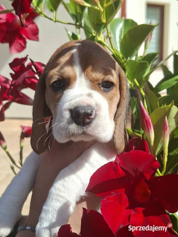 Beagle ZKwP Toruń