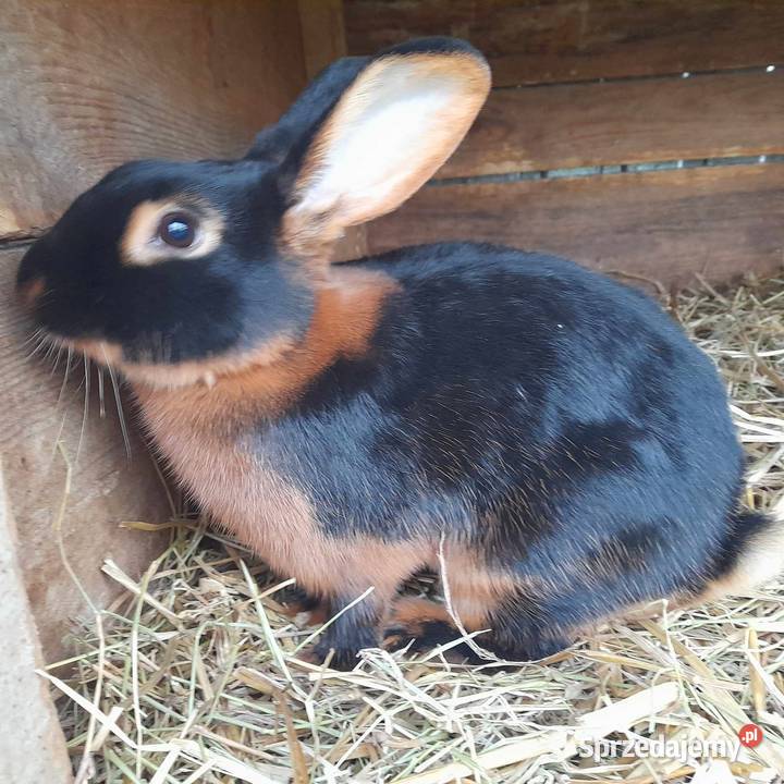 Królik czarny podpalany lubelskie Łuków sprzedam