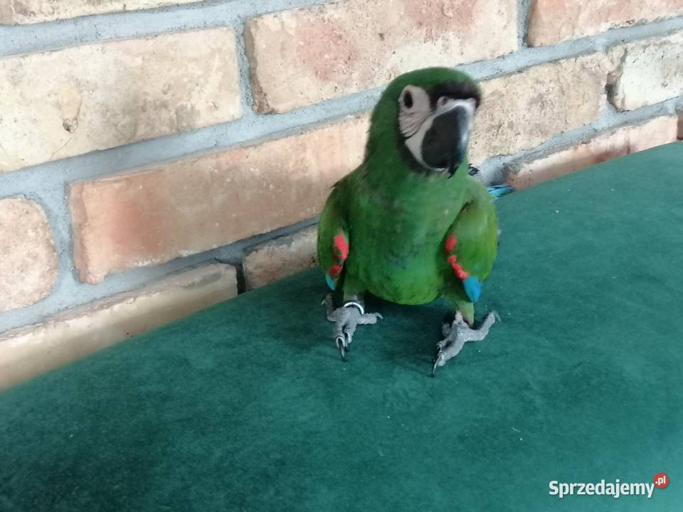 Ara Severa samiec Pamiątkowo