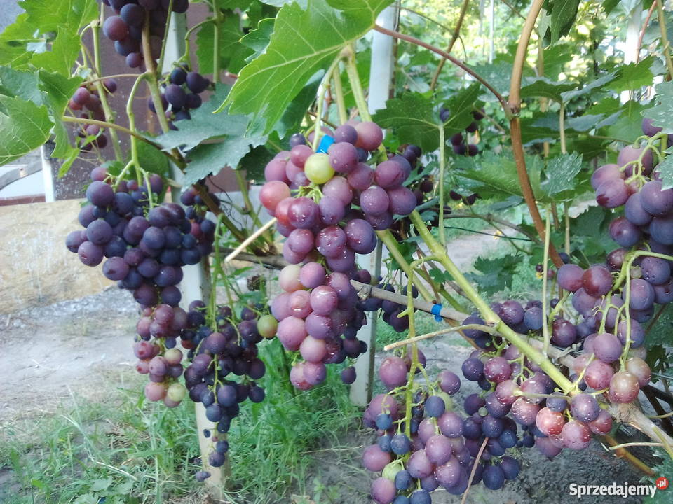 Sadzonki winorośli Ukraina Lubień