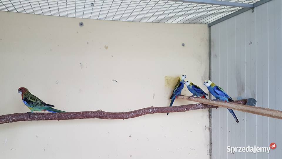 Rozella bladogłowa rozelle bladogłowe Ptaki Leszno sprzedam