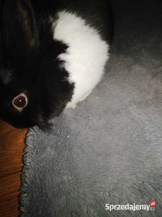 Królik samica miniaturka Króliki Szubin sprzedam