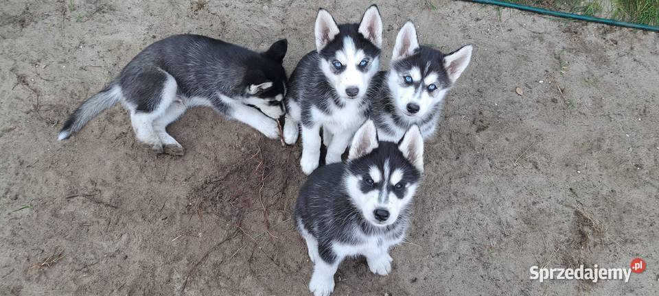 Husky szczenięta z rodowodem sprzedam łódzkie