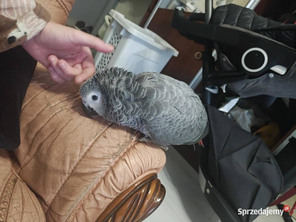 Oswojony samiec żako ręcznie karmiony 7 mięs Ptaki