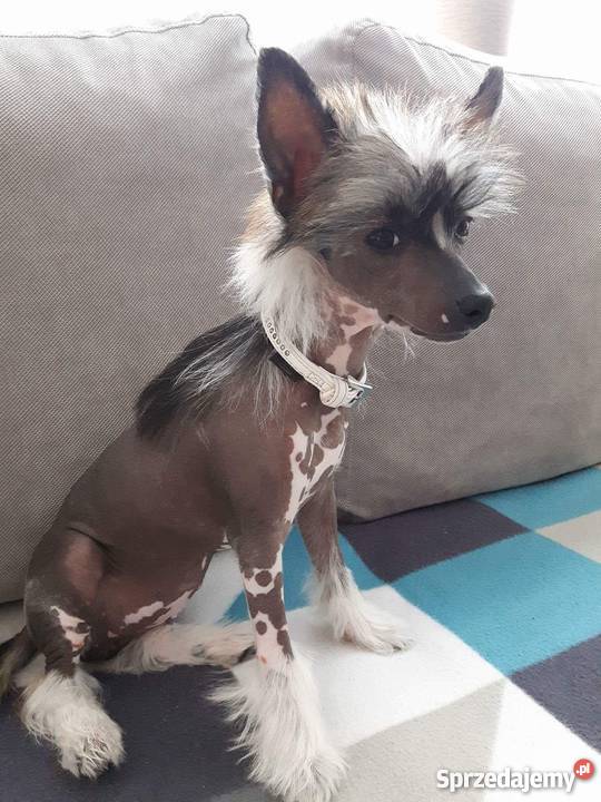 Chiński Grzywacz Bezwłosy suczka szczeniak Stargard Szczeciński