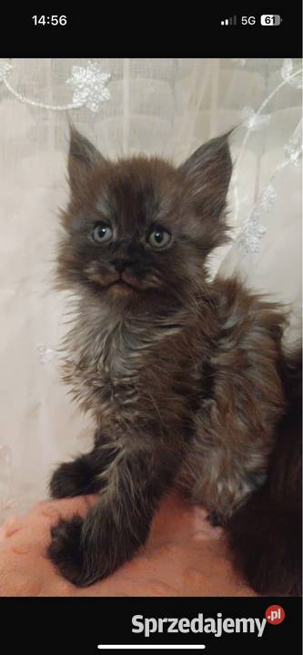 Maine coon dymny Grudziądz