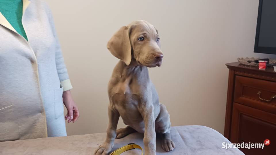 Wyżeł weimarski szczenięta rodowodowe ZKwPFCI